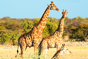 Giraffen
